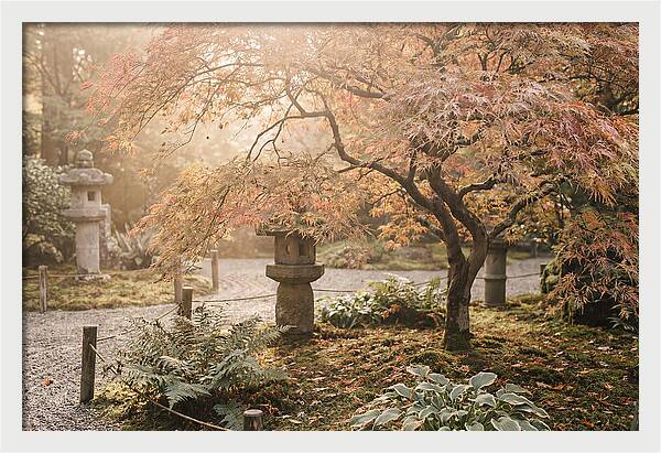 Japanese Maple In Autumn Glow