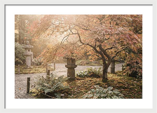 Japanese Maple In Autumn Glow