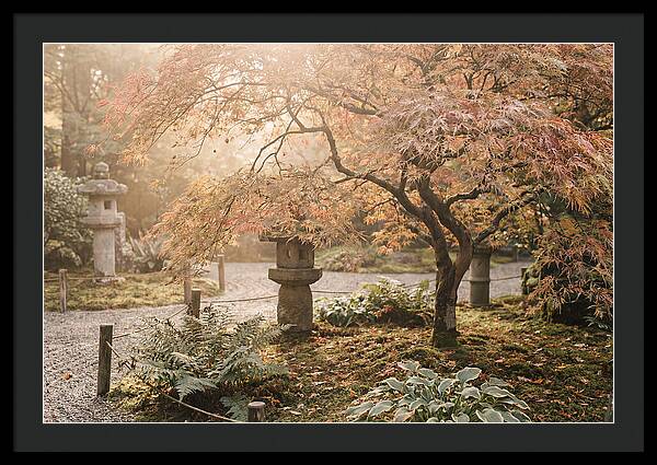 Japanese Maple In Autumn Glow