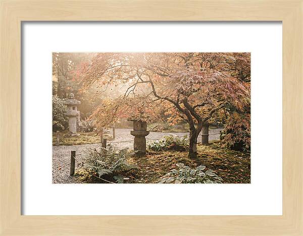 Japanese Maple In Autumn Glow