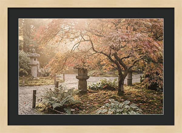 Japanese Maple In Autumn Glow