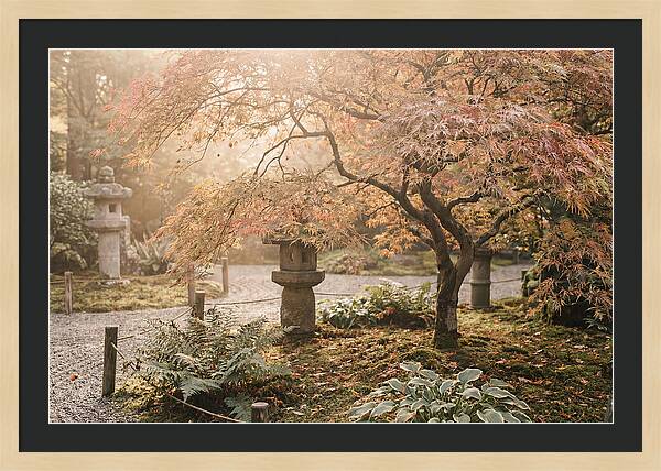 Japanese Maple In Autumn Glow