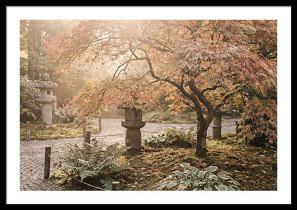 Japanese Maple In Autumn Glow
