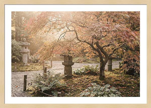 Japanese Maple In Autumn Glow
