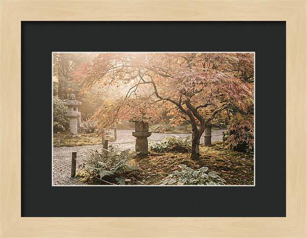 Japanese Maple In Autumn Glow