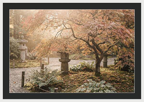 Japanese Maple In Autumn Glow