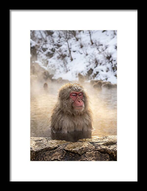 Japanese Snow Monkey Relaxing