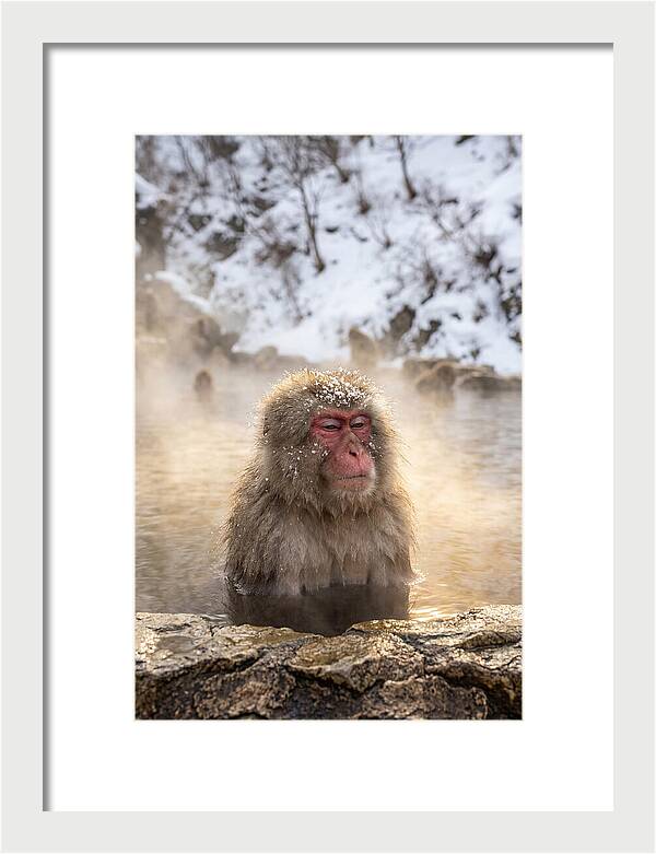 Japanese Snow Monkey Relaxing