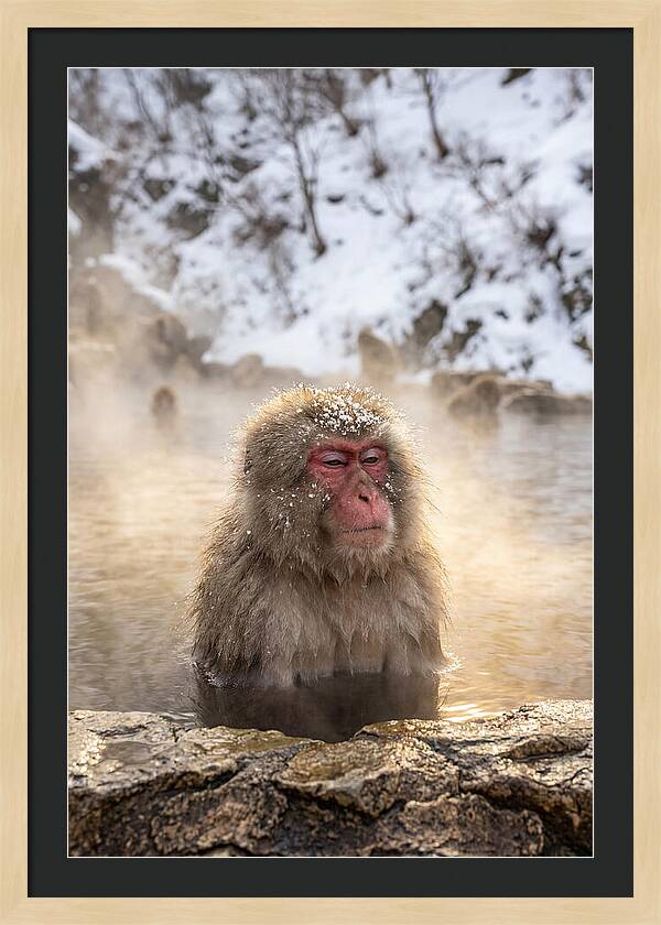 Japanese Snow Monkey Relaxing