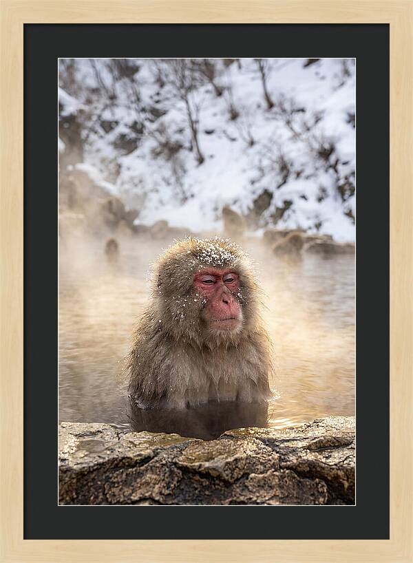 Japanese Snow Monkey Relaxing