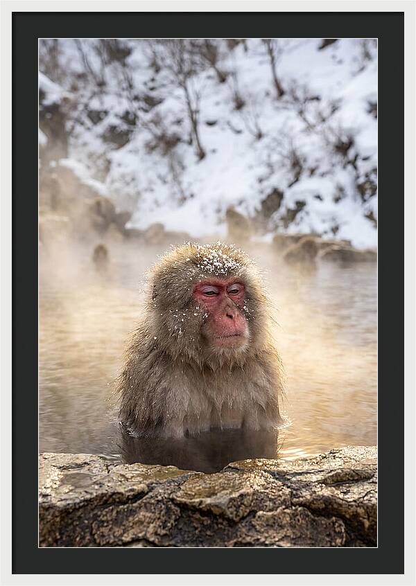 Japanese Snow Monkey Relaxing