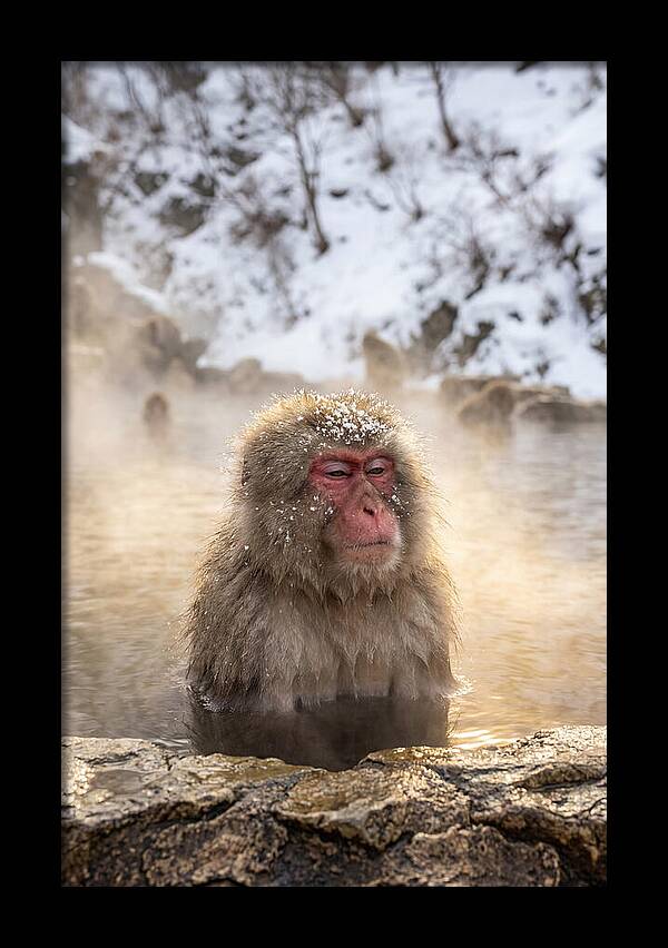 Japanese Snow Monkey Relaxing