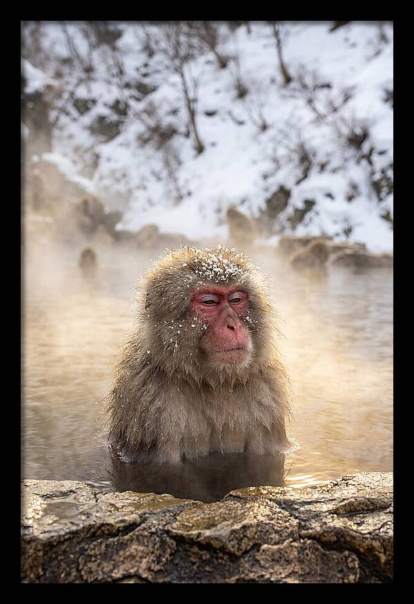 Japanese Snow Monkey Relaxing