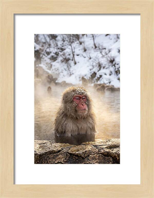Japanese Snow Monkey Relaxing