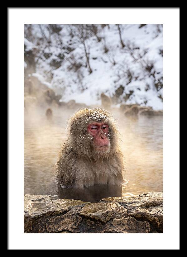 Japanese Snow Monkey Relaxing
