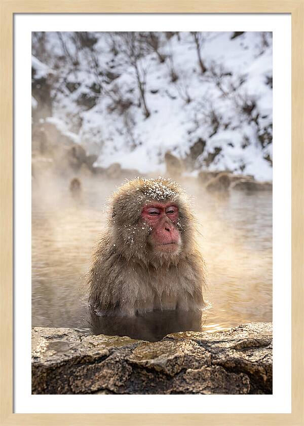 Japanese Snow Monkey Relaxing