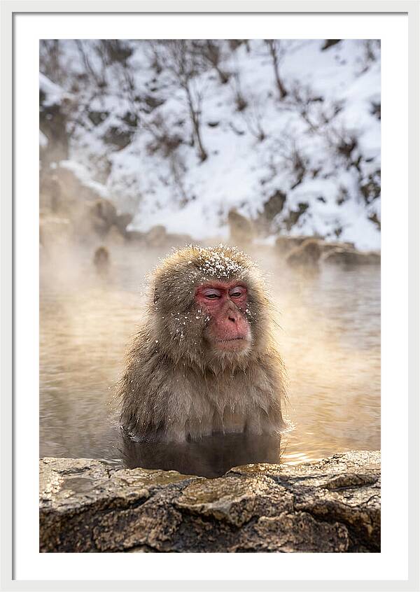 Japanese Snow Monkey Relaxing