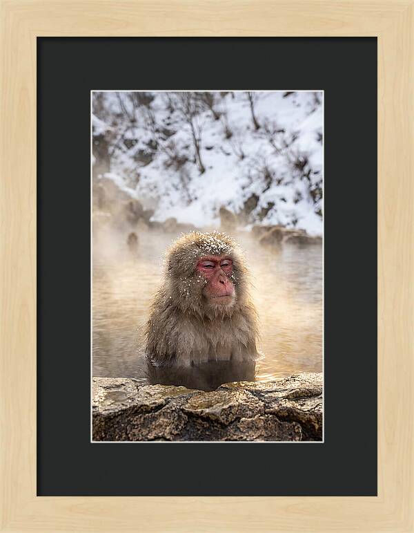 Japanese Snow Monkey Relaxing