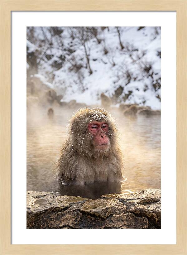 Japanese Snow Monkey Relaxing