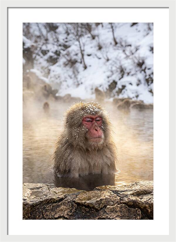 Japanese Snow Monkey Relaxing