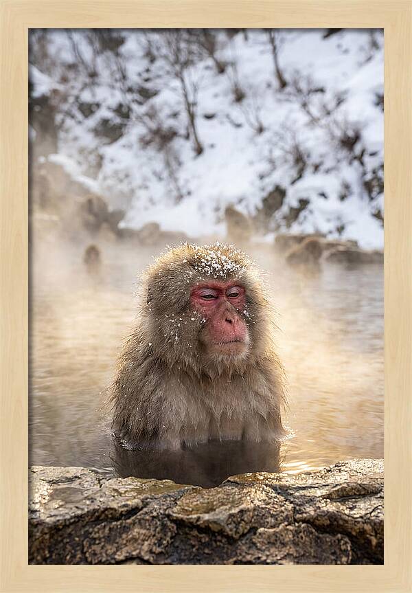 Japanese Snow Monkey Relaxing