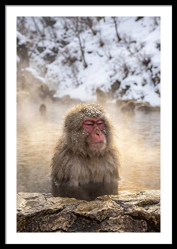 Japanese Snow Monkey Relaxing