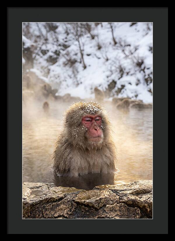Japanese Snow Monkey Relaxing