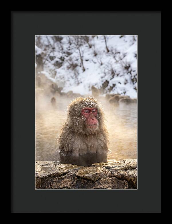 Japanese Snow Monkey Relaxing