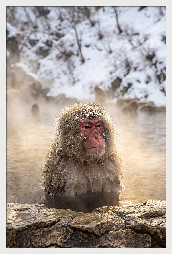 Japanese Snow Monkey Relaxing
