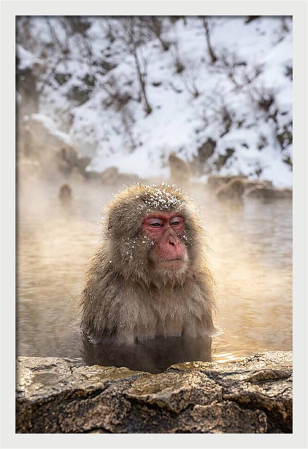Japanese Snow Monkey Relaxing