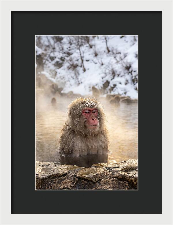 Japanese Snow Monkey Relaxing