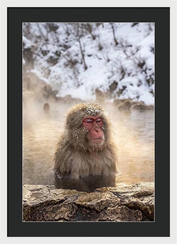 Japanese Snow Monkey Relaxing