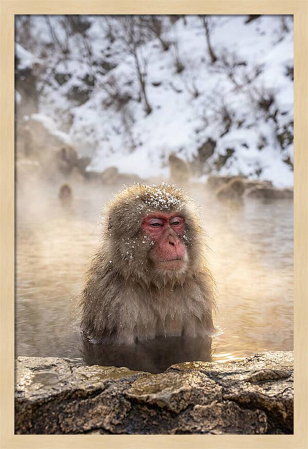 Japanese Snow Monkey Relaxing