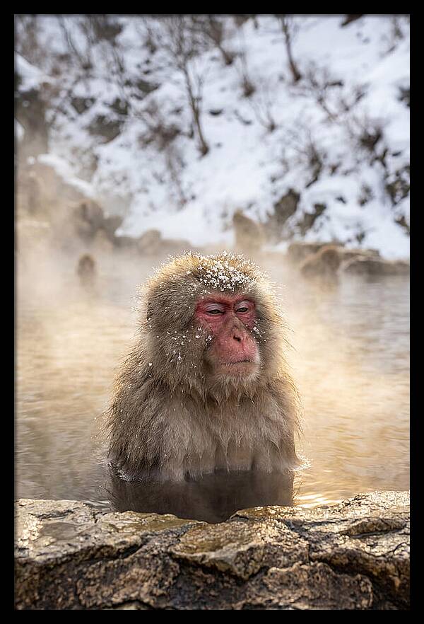 Japanese Snow Monkey Relaxing