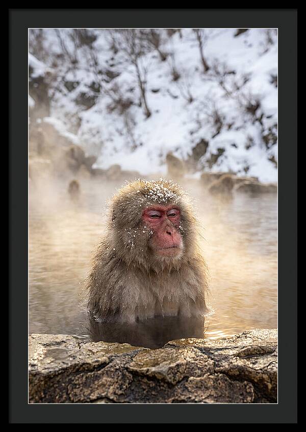 Japanese Snow Monkey Relaxing