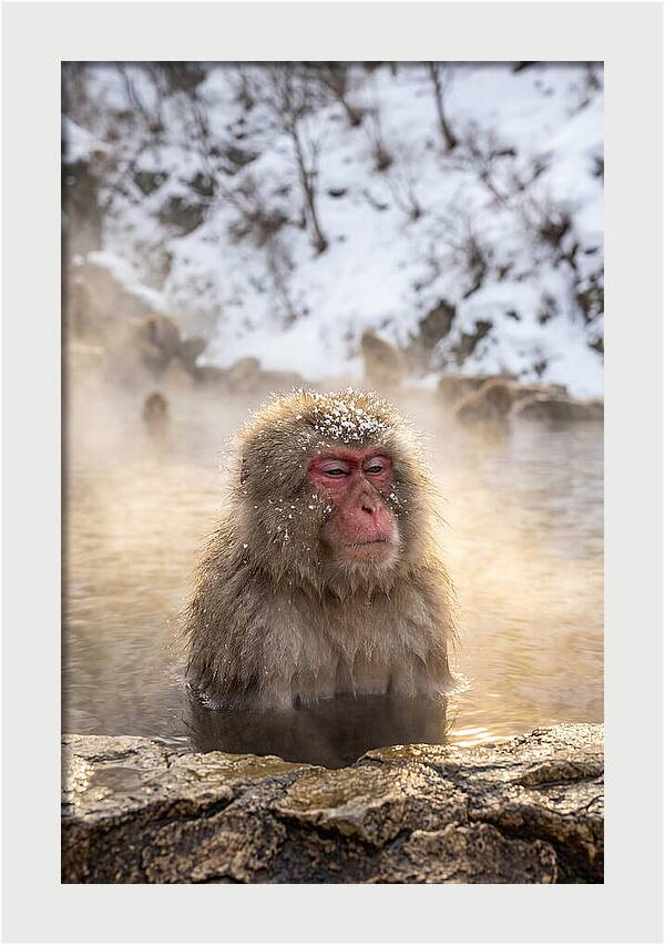 Japanese Snow Monkey Relaxing