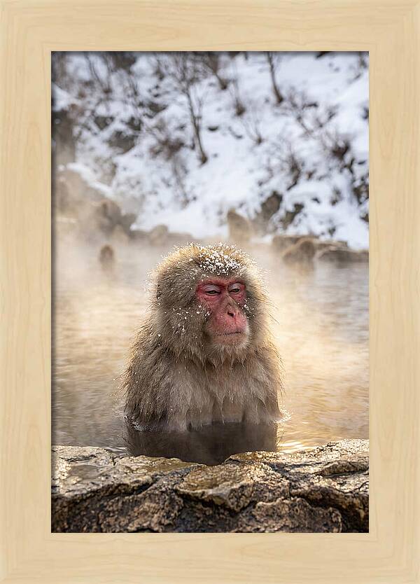 Japanese Snow Monkey Relaxing