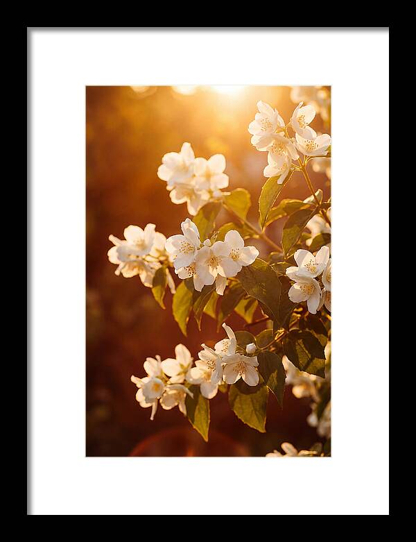 Jasmine Flowers Bathed In Light