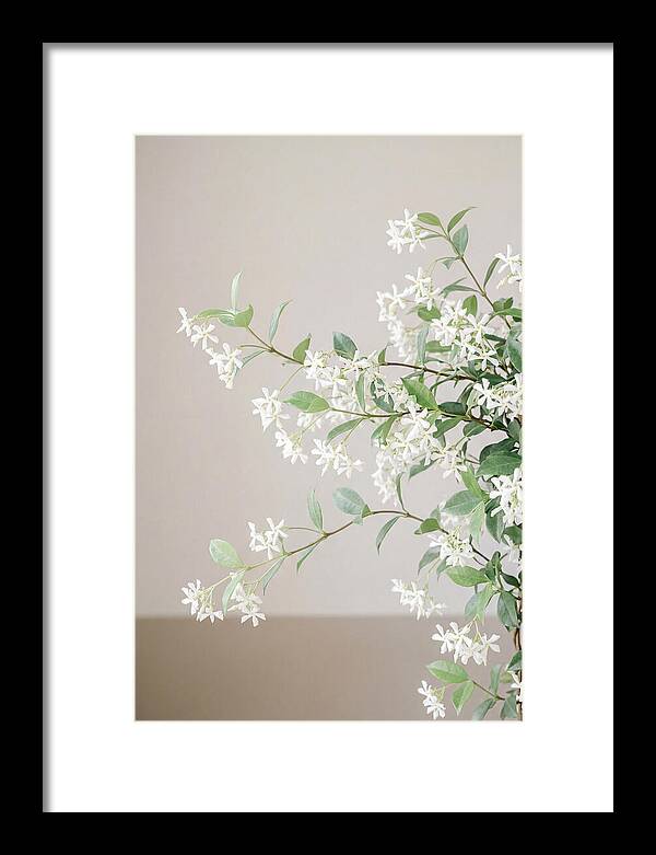 Jasmine Vine In Bloom