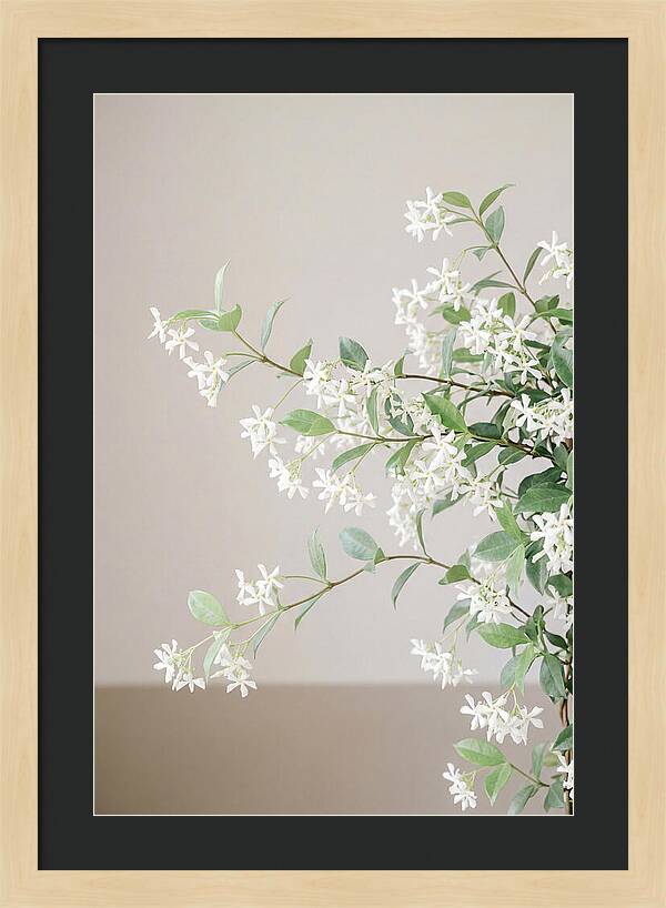Jasmine Vine In Bloom