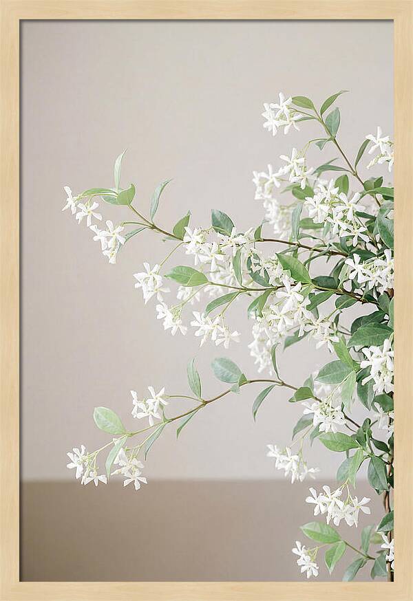Jasmine Vine In Bloom