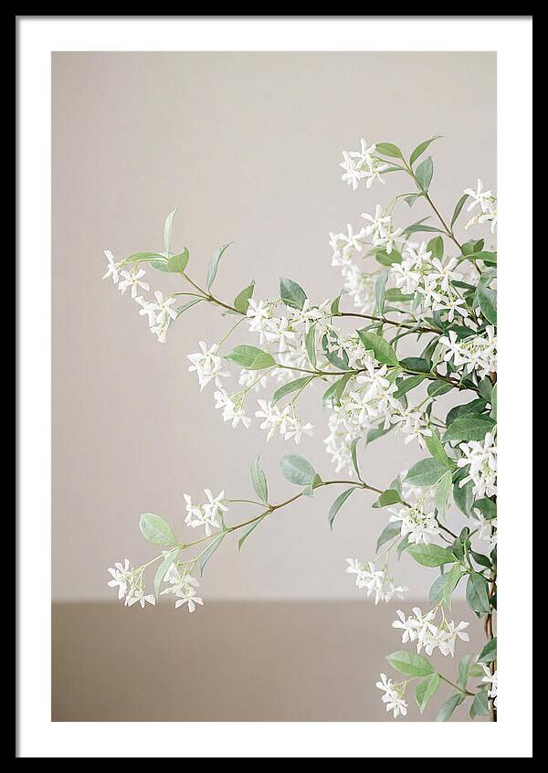 Jasmine Vine In Bloom