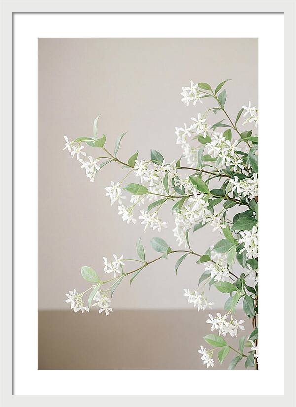 Jasmine Vine In Bloom