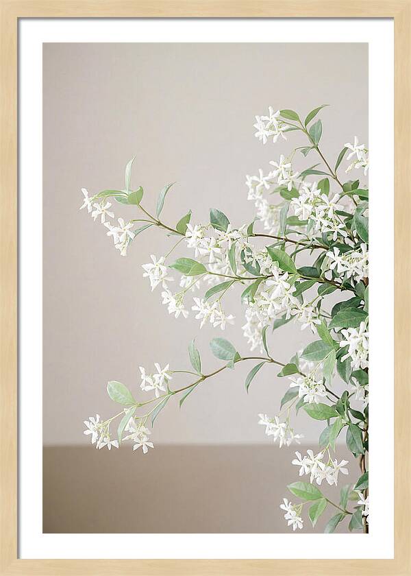 Jasmine Vine In Bloom