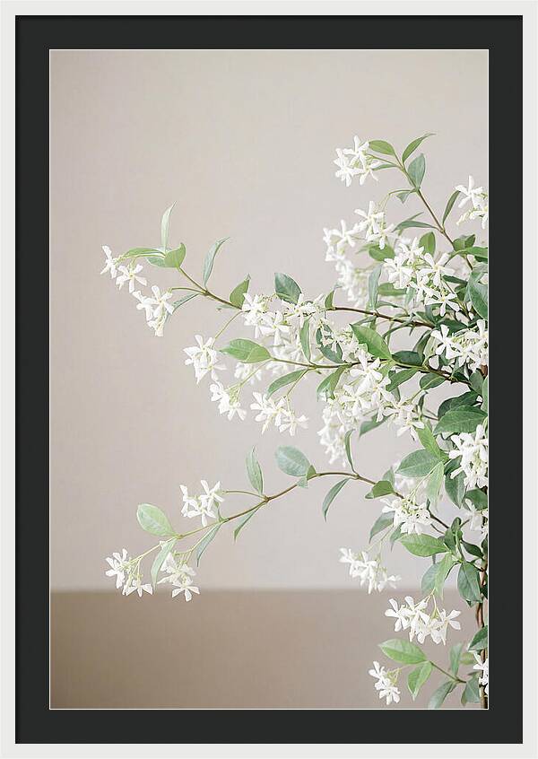 Jasmine Vine In Bloom