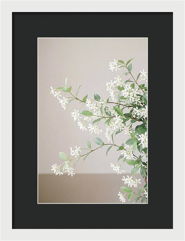 Jasmine Vine In Bloom