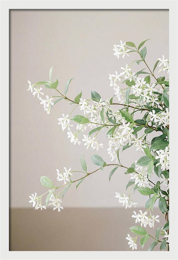 Jasmine Vine In Bloom