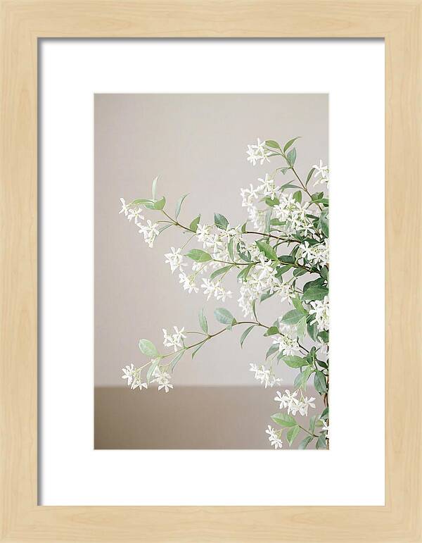 Jasmine Vine In Bloom