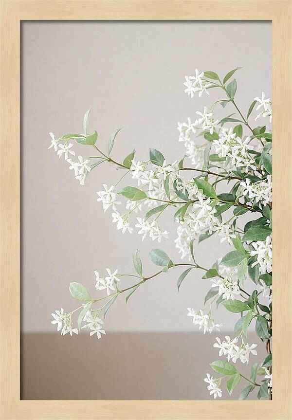 Jasmine Vine In Bloom