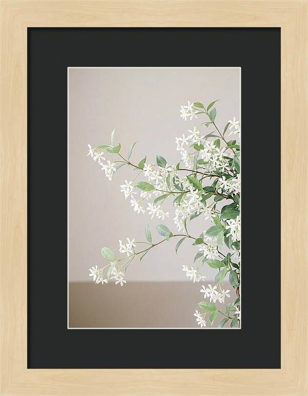 Jasmine Vine In Bloom